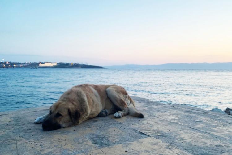 互聯(lián)網(wǎng)催動寵物經(jīng)濟(jì) 電商成主要銷售渠道