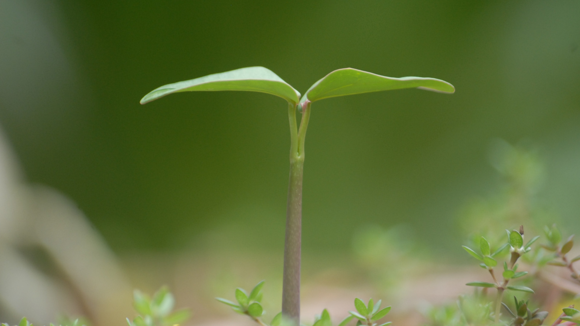 想讓孩子長高？綜合干預很重要