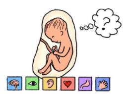 孕媽吃哪類(lèi)食品 會(huì)影響胎兒腦組織的血液供應(yīng)？