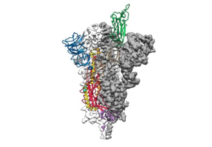 病毒可能長期存在 首個新冠病毒原子圖曝光