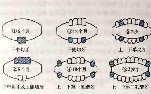 寶媽必須知道的寶寶長(zhǎng)牙順序圖
