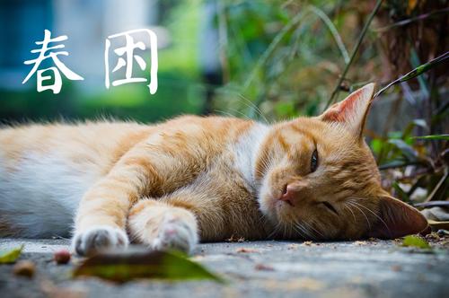 春困也有不宜吃的食物 提醒你哪些食物不能給