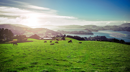 目前很火的草飼奶粉究竟好在哪里？帶你解密高培臻愛(ài)草飼奶粉