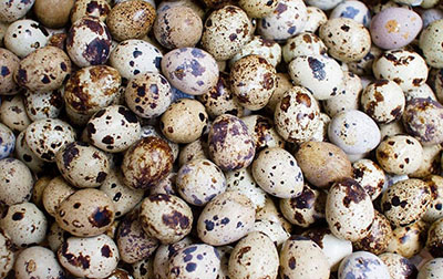 秋天不能錯(cuò)過(guò)的三種食材，潤(rùn)躁養(yǎng)胃強(qiáng)身健腦