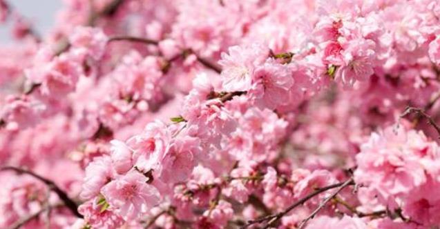 桃花也能用來美容，姐妹們快來試試看