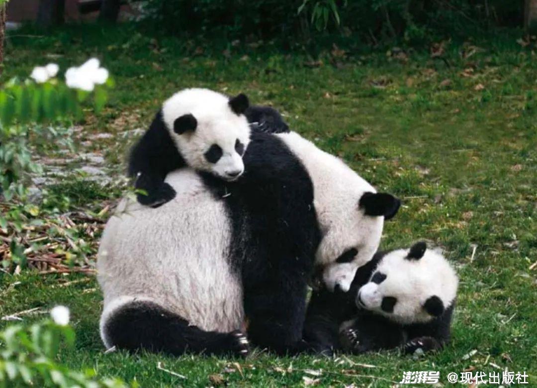 國(guó)寶大熊貓的“獨(dú)行俠”式育兒