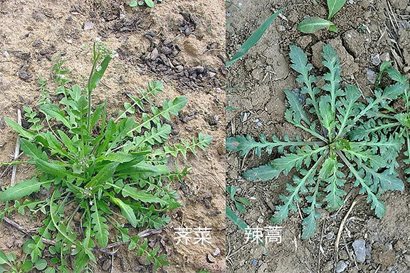 小心中毒！專家提醒：路邊的野草，你不要采！