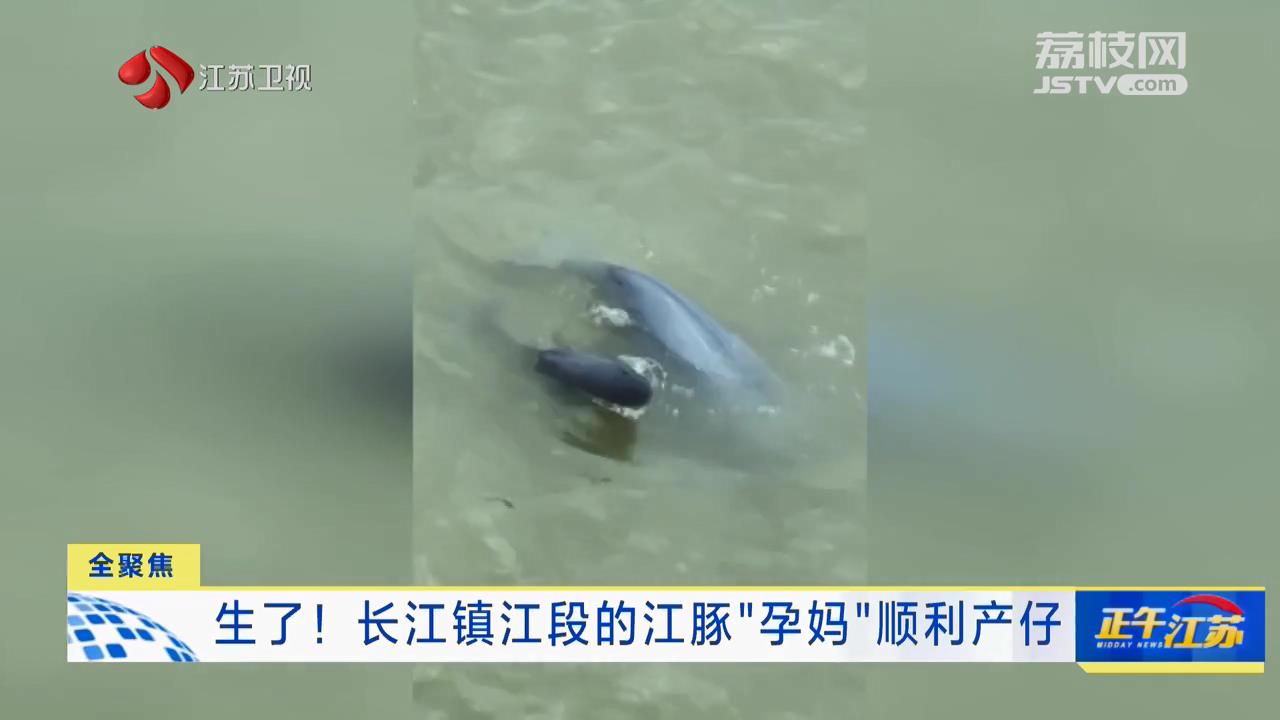 全聚焦│生了！長(zhǎng)江鎮(zhèn)江段的江豚“孕媽”順利產(chǎn)仔