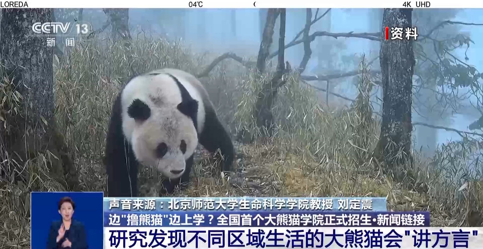 邊“擼熊貓”邊上學？全國首個大熊貓學院正式招生啦