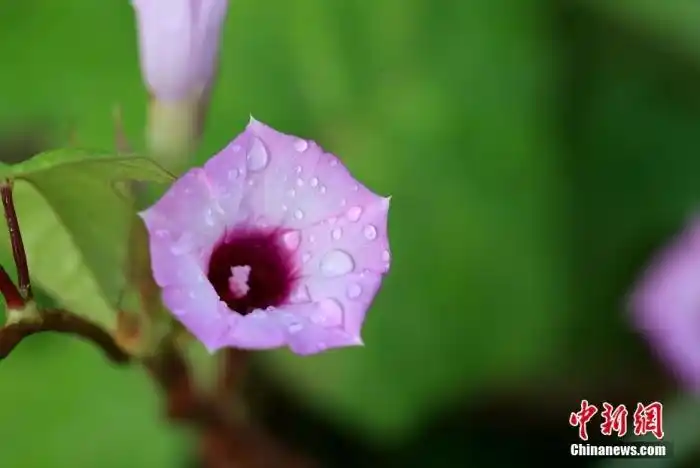 白露節(jié)氣的小知識(shí)：“十樣白”都有啥？